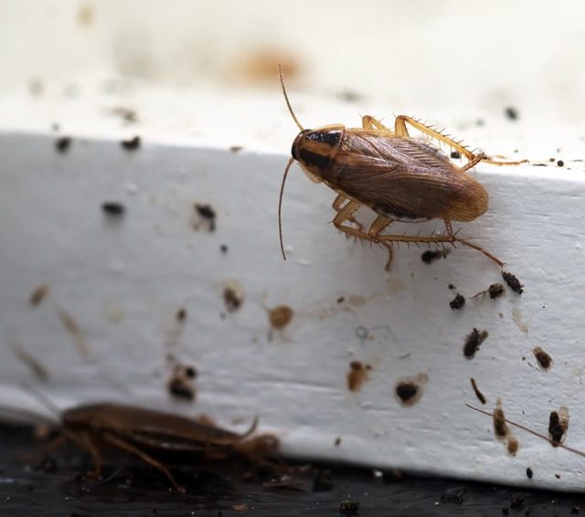 Fumigation